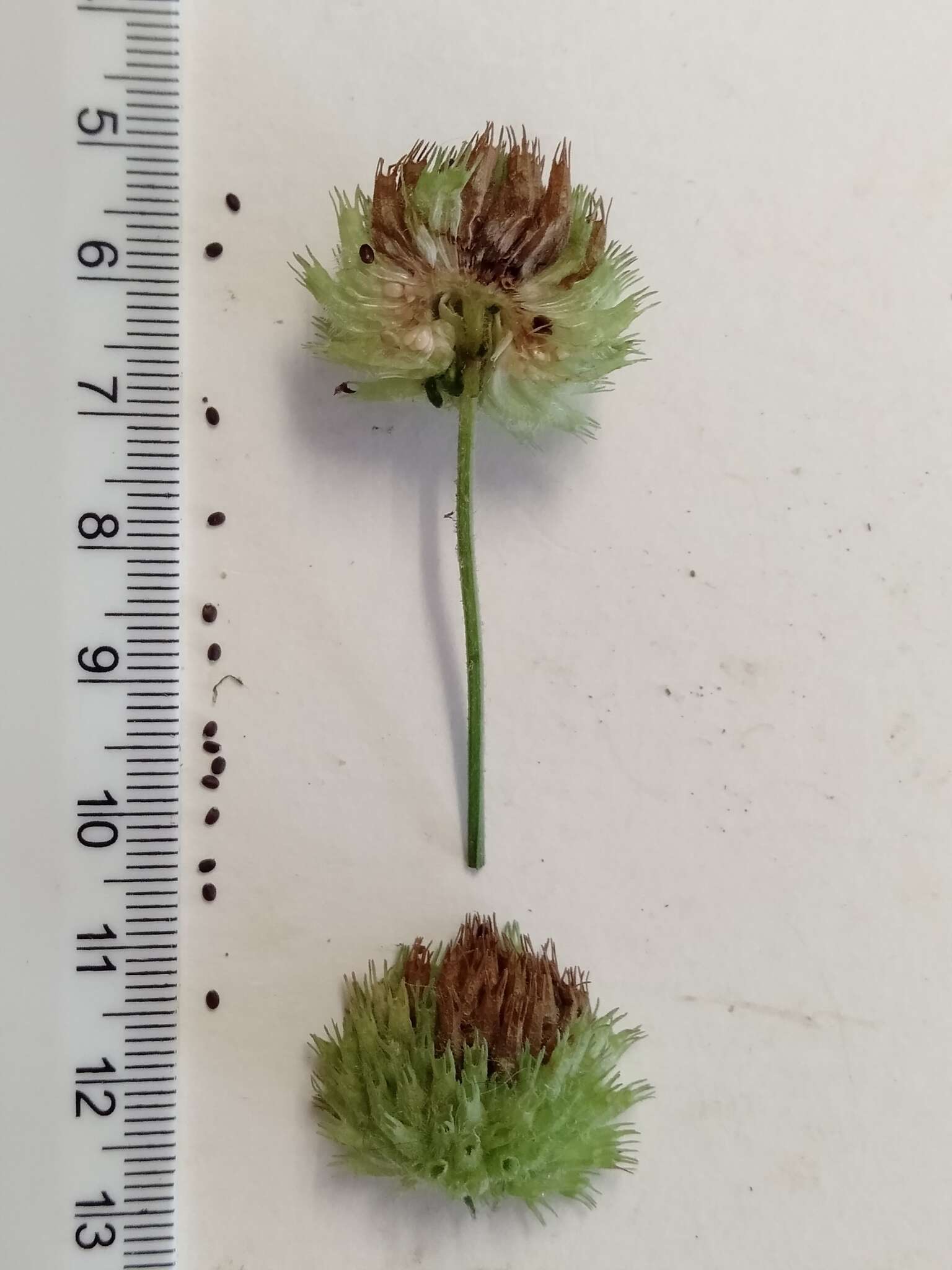 Image of false ironwort