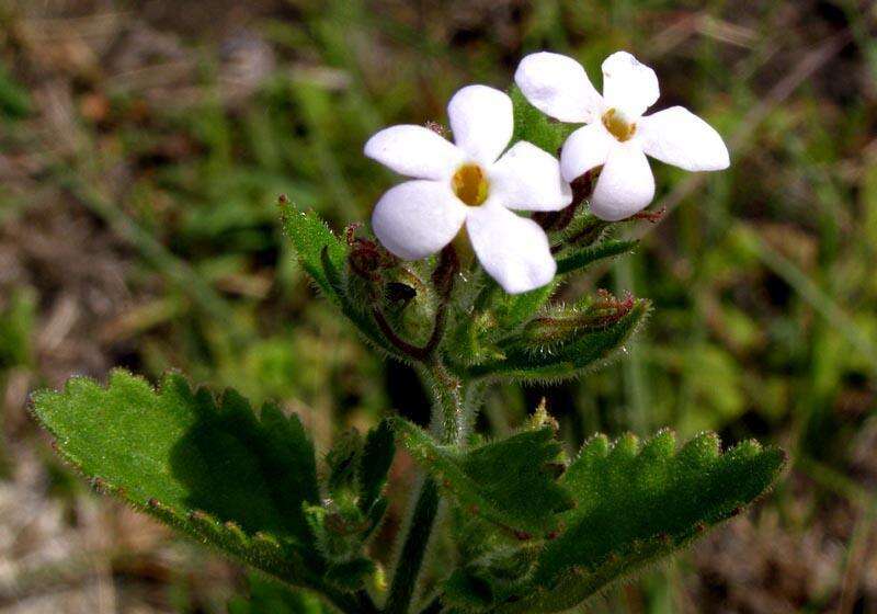 Image of Chaenostoma floribundum Benth.