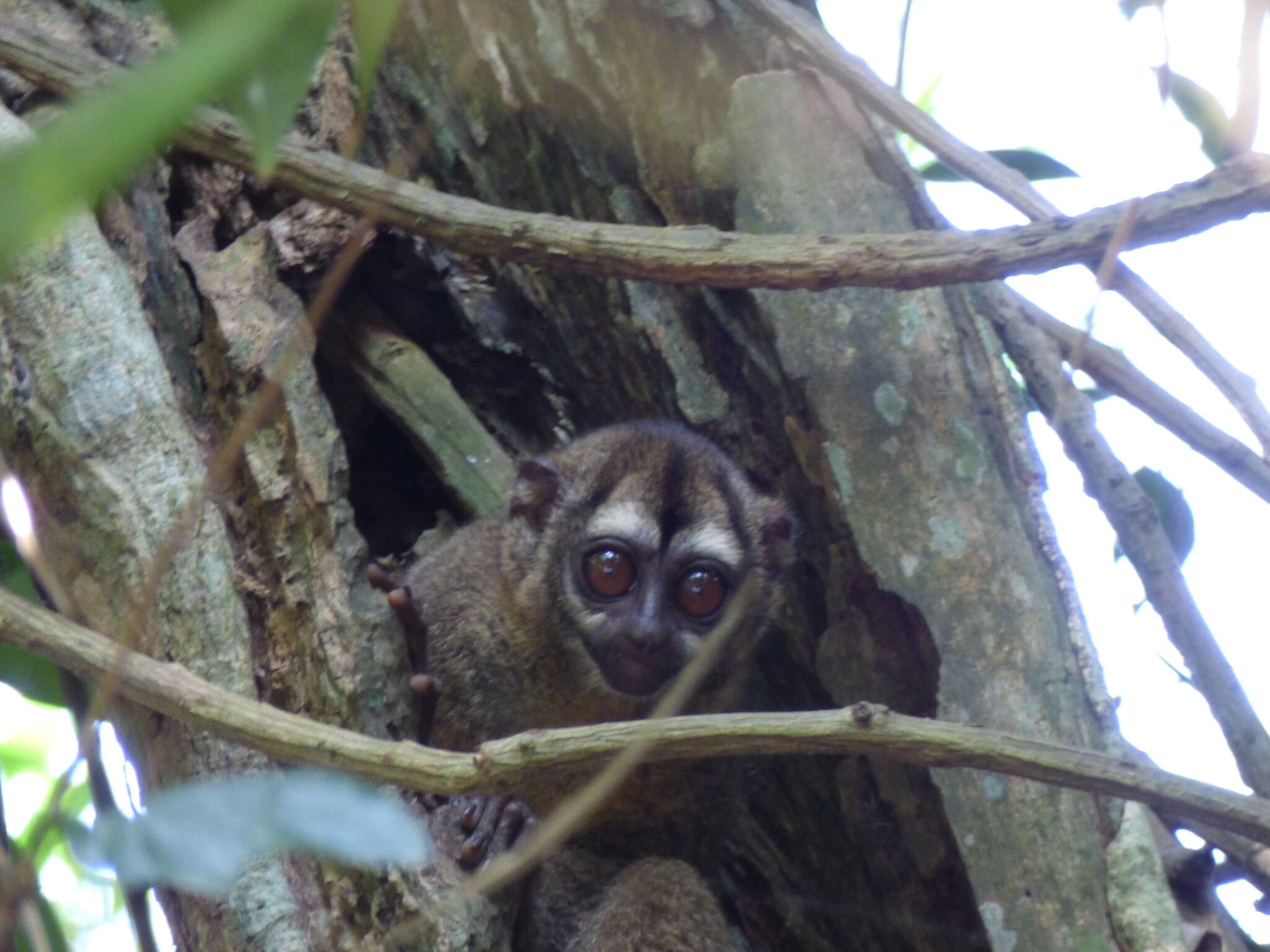 Image of Gray-handed Night Monkey