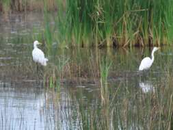 Imagem de Ardea intermedia brachyrhyncha (Brehm & AE 1854)