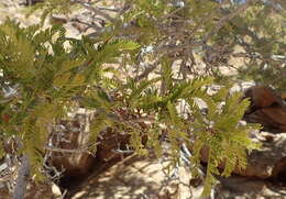 Image of <i>Schotia afra</i> var. <i>angustifolia</i> (E. Mey.) Harv.