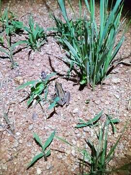 Litoria nasuta (Gray 1842)的圖片