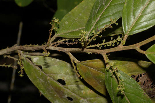 Image of Lozania mutisiana J. A. Schultes