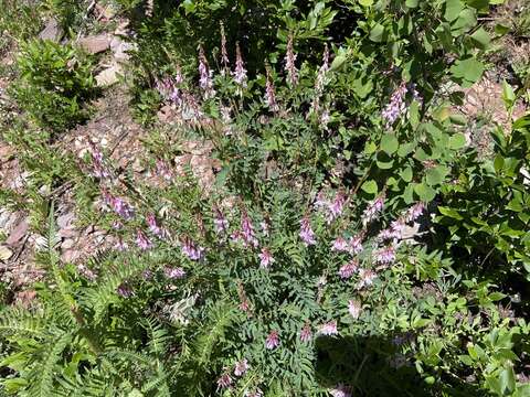 Image of western sweetvetch