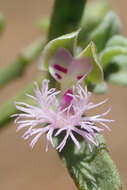 Image of Polygala asbestina Burch.