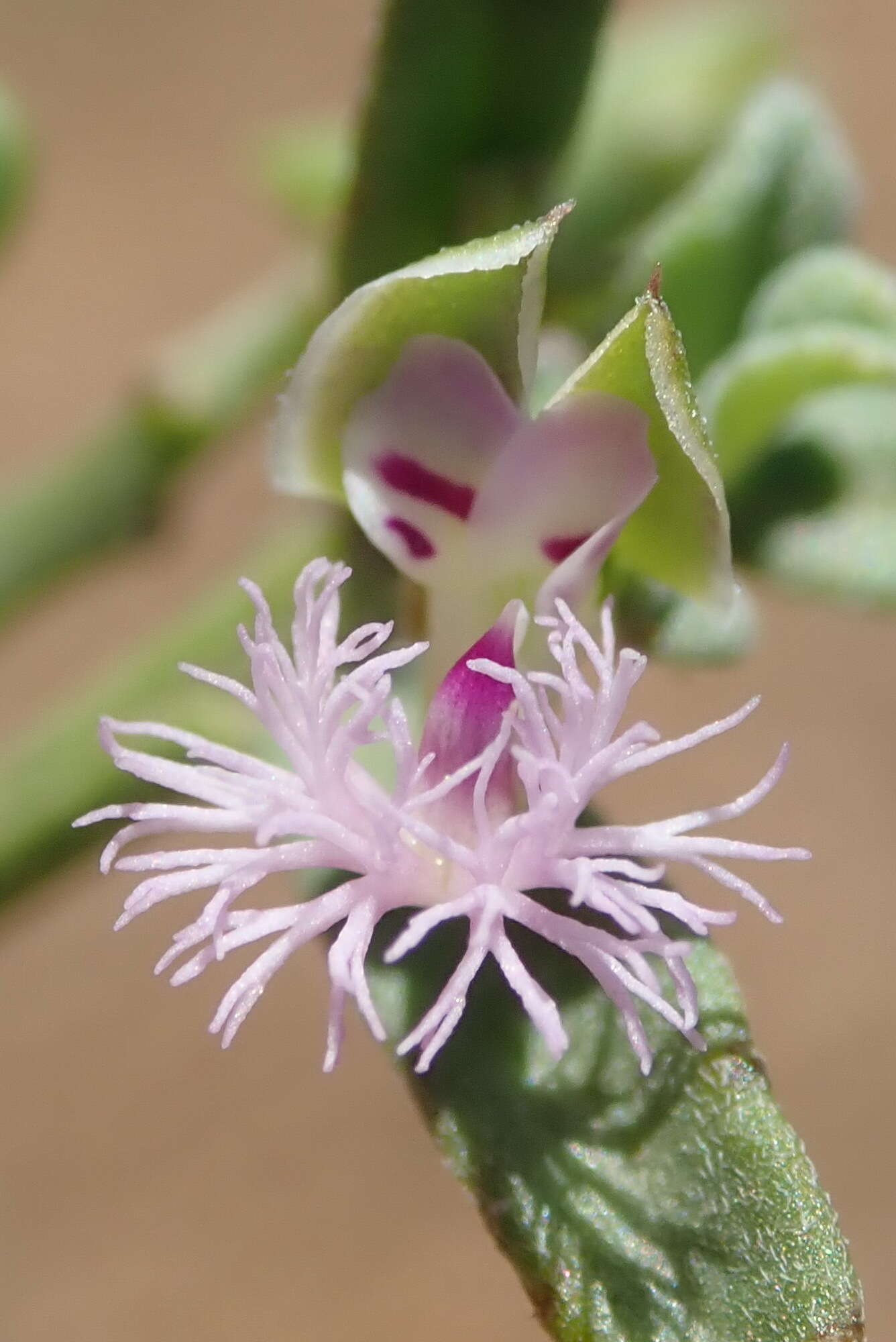 Image of Polygala asbestina Burch.