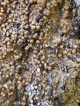 Image of wart lichen