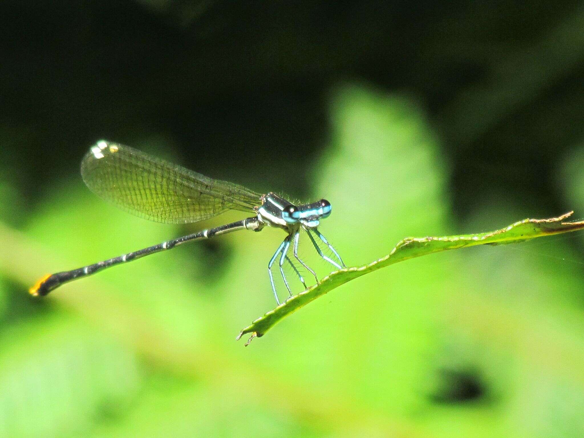 Image of Goldtail