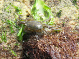 Image of dark shore crab