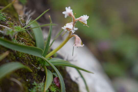 Image of Aletris pauciflora var. pauciflora