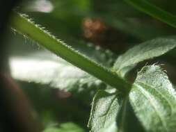 Слика од Stachys hispida Pursh