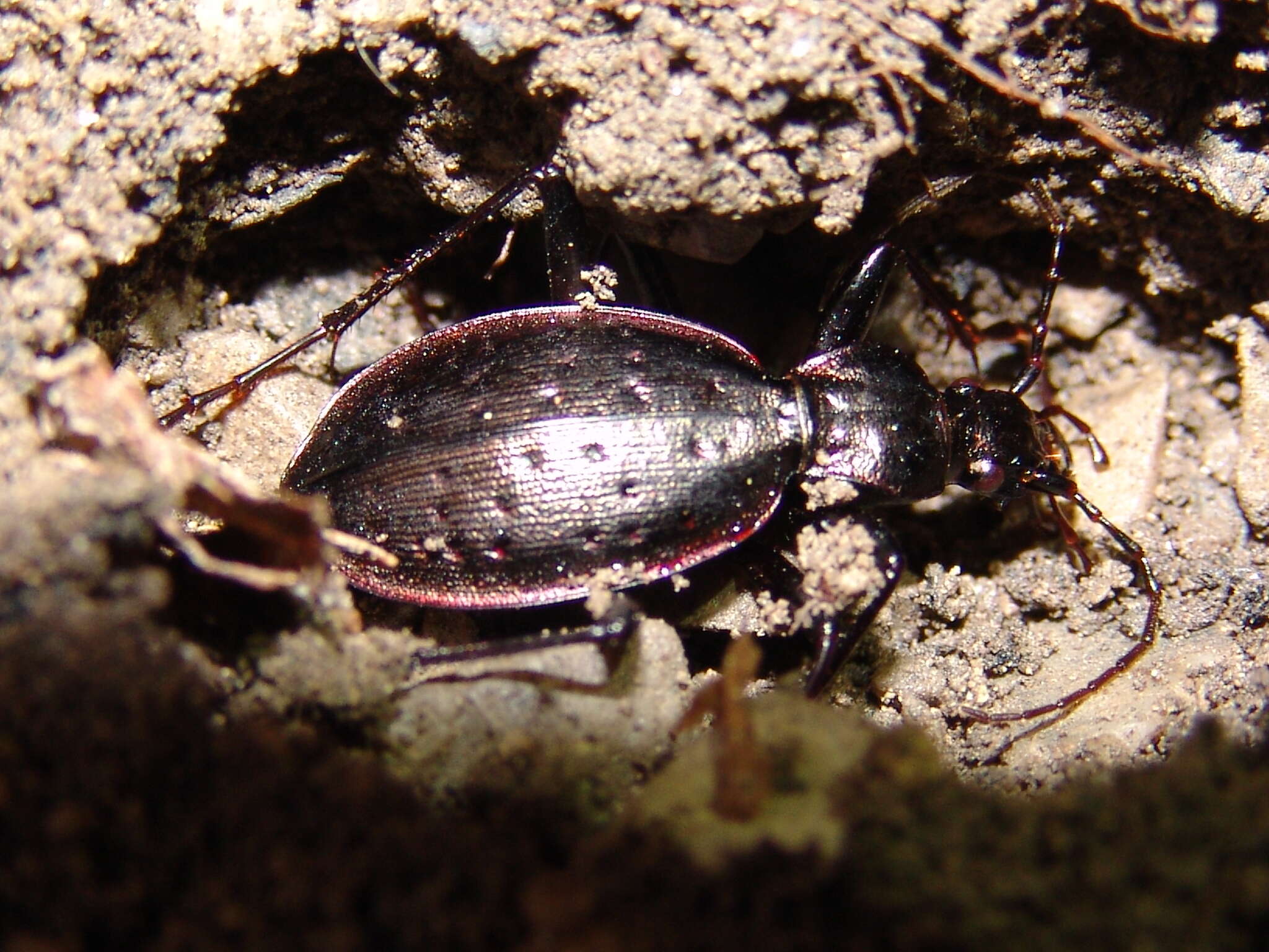 Carabus (Platycarabus) creutzeri Fabricius 1801 resmi