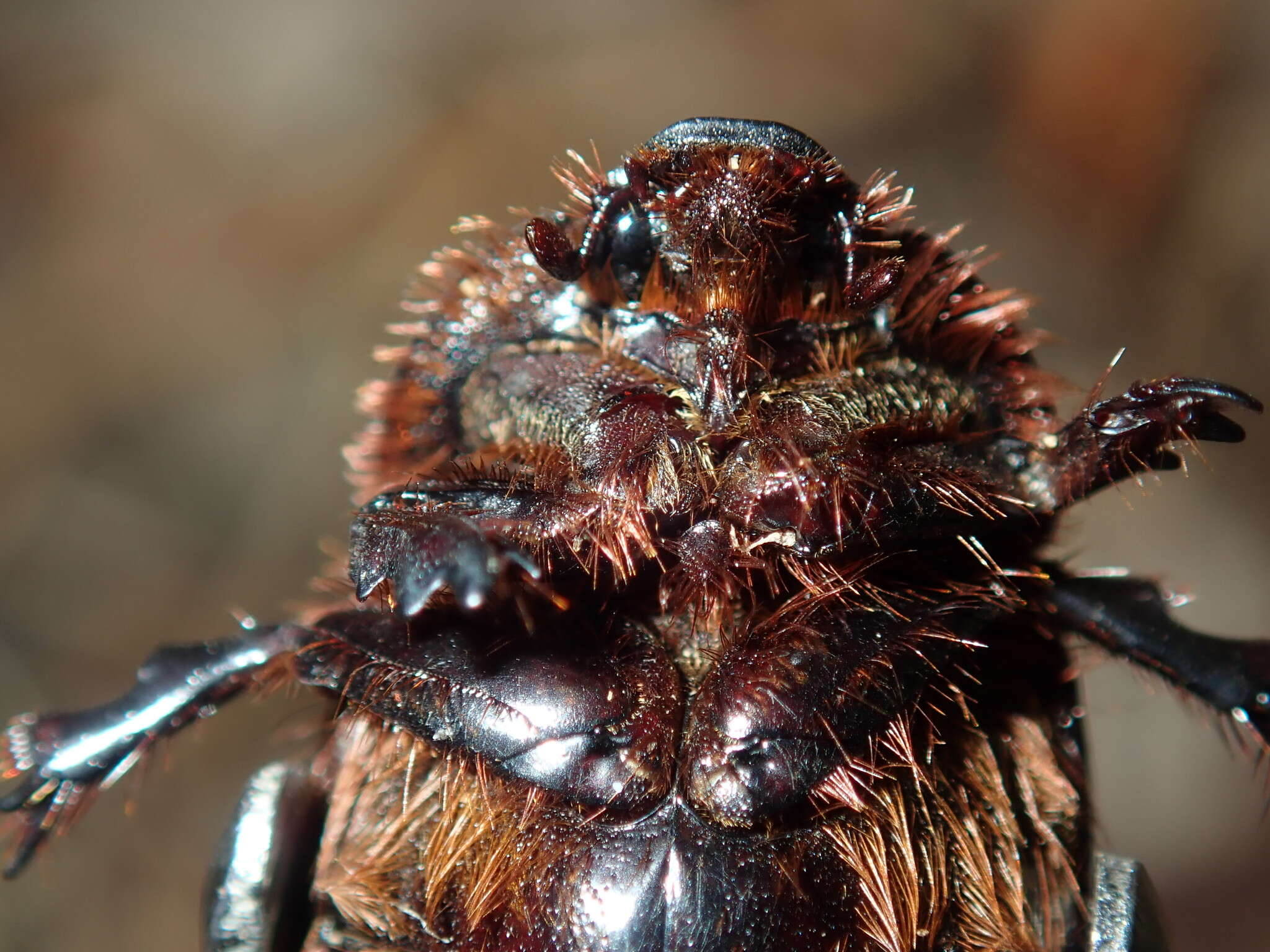 Image of Adoryphorus couloni (Burmeister 1847)