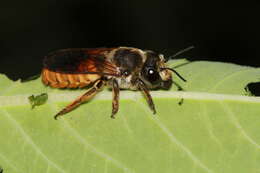 Image of Megachile takaoensis Cockerell 1911