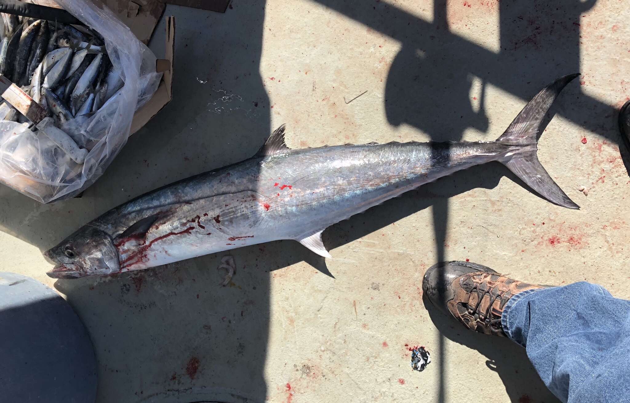 Image of King Mackerel