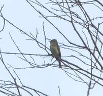 Image of Pacific-slope Flycatcher