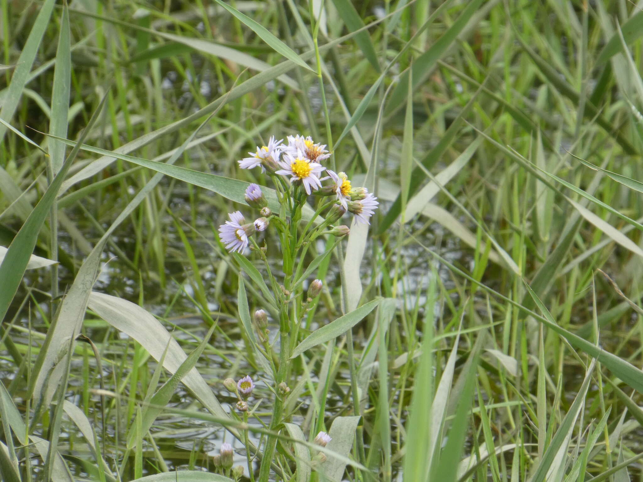 Image of sea aster