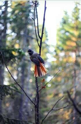 Image of Siberian Jay