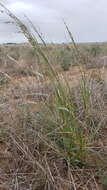 Image of Panicum laevinode Lindl.