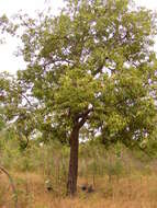 Image of Planchonella pohlmaniana (F. Muell.) Pierre ex Dubard