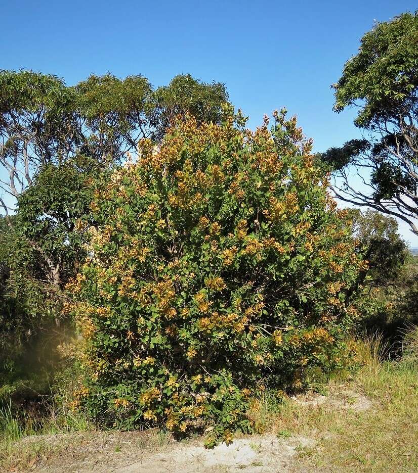 Image of Hakea elliptica (Sm.) R. Br.