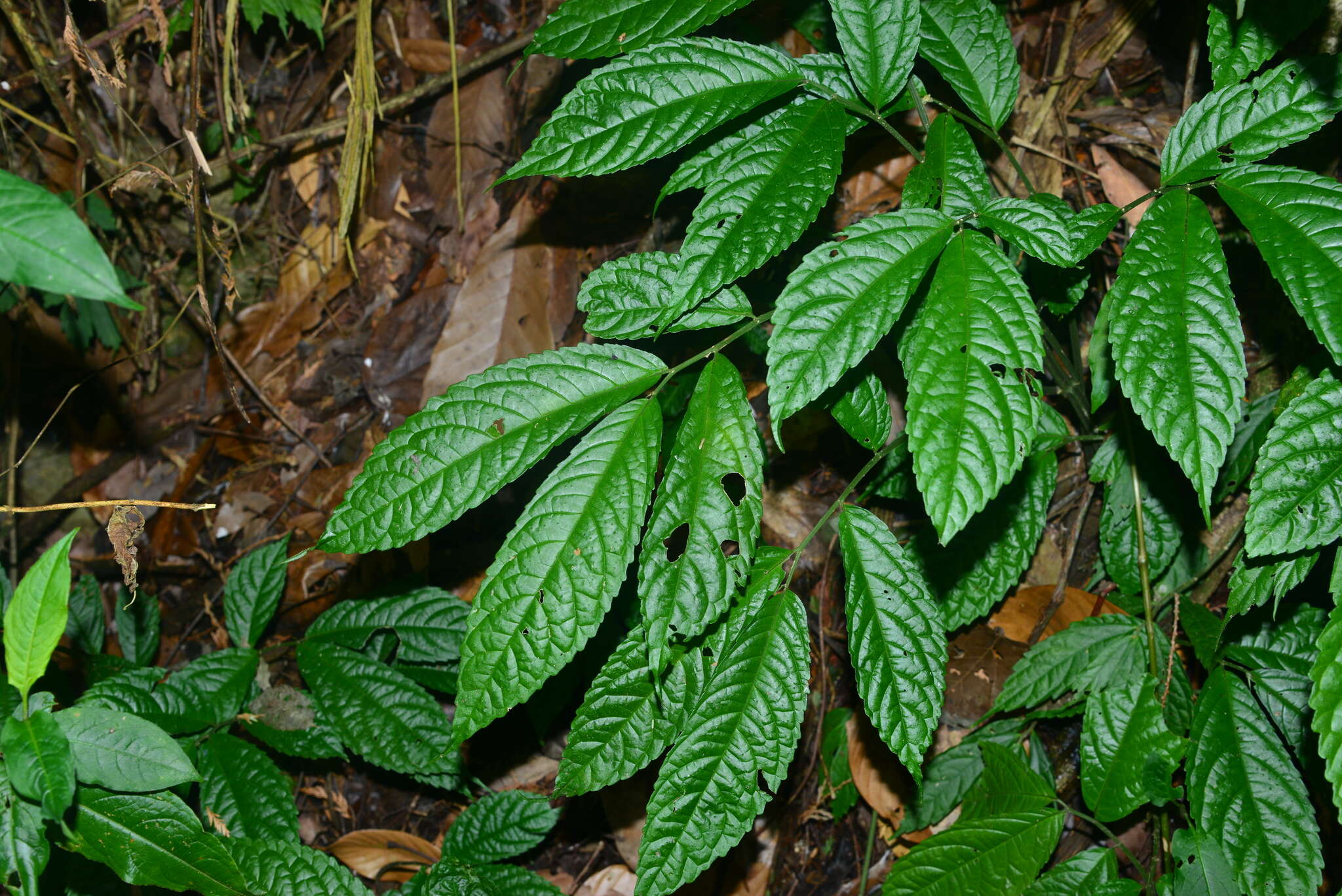 Image of Elatostema oblongifolium Fu