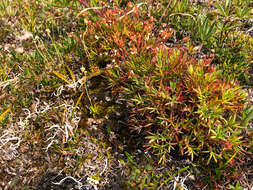 Imagem de Potentilla biflora Willd. ex Schltdl.