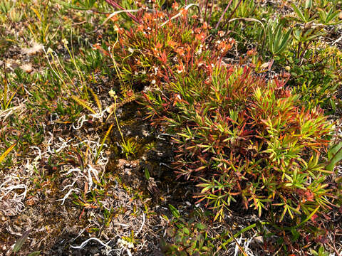 Image of twoflower cinquefoil