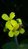 Слика од Biscutella cichoriifolia Loisel.