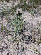 Imagem de Cirsium pitcheri (Torr. ex Eaton) Torr. & A. Gray