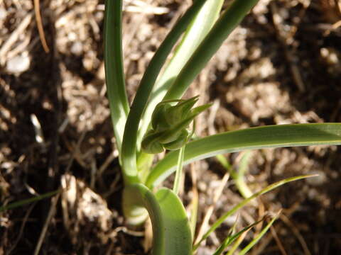 Image of Ornithogalum concinnum Salisb.