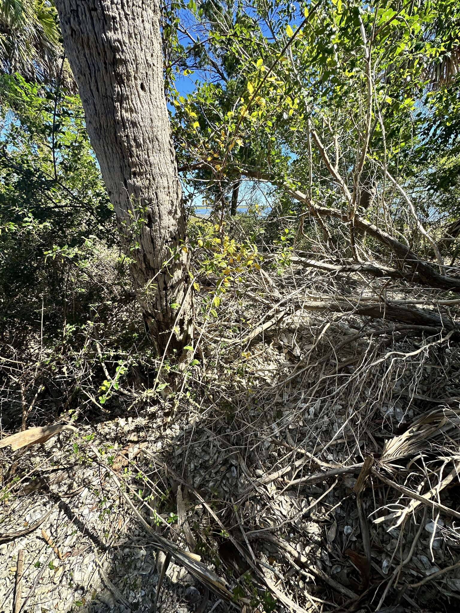 Image de Sageretia minutiflora (Michx.) Trel.