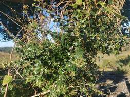 Image of Prickly myrtle