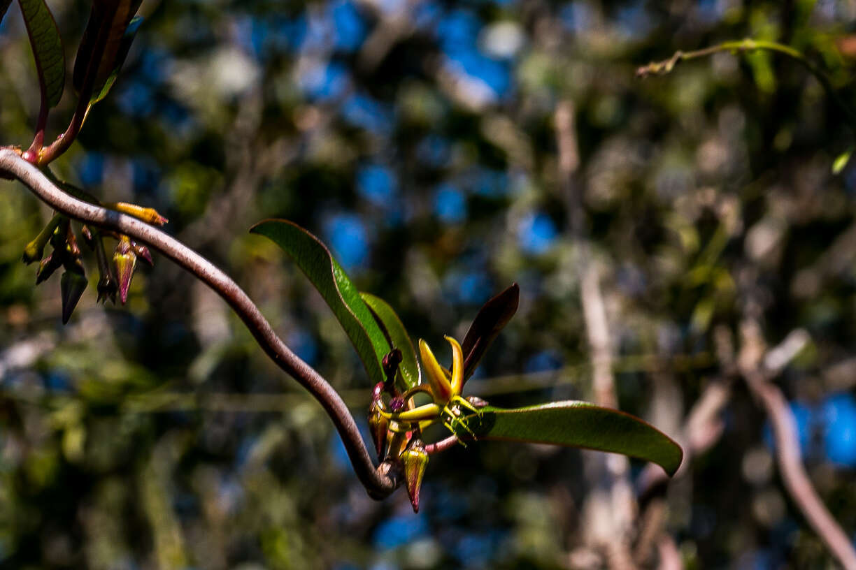 Petopentia natalensis (Schltr.) Bullock resmi