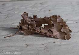 Image de Autographa corusca Strecker 1885