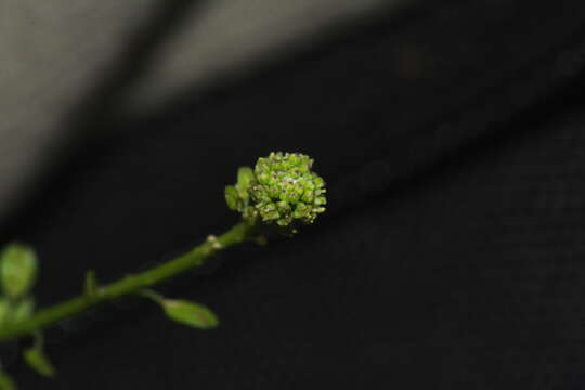 Image of Lepidium pseudotasmanicum Thell.