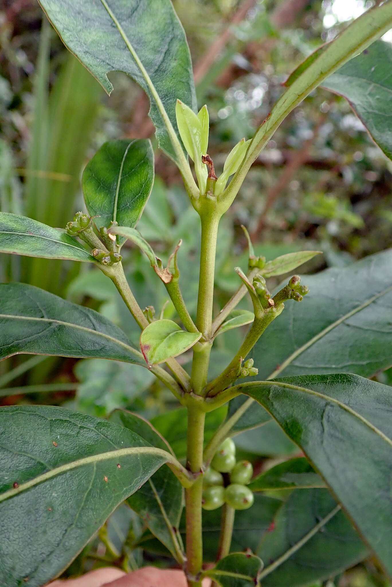 Image of Coprosma dodonaeifolia W. R. B. Oliv.