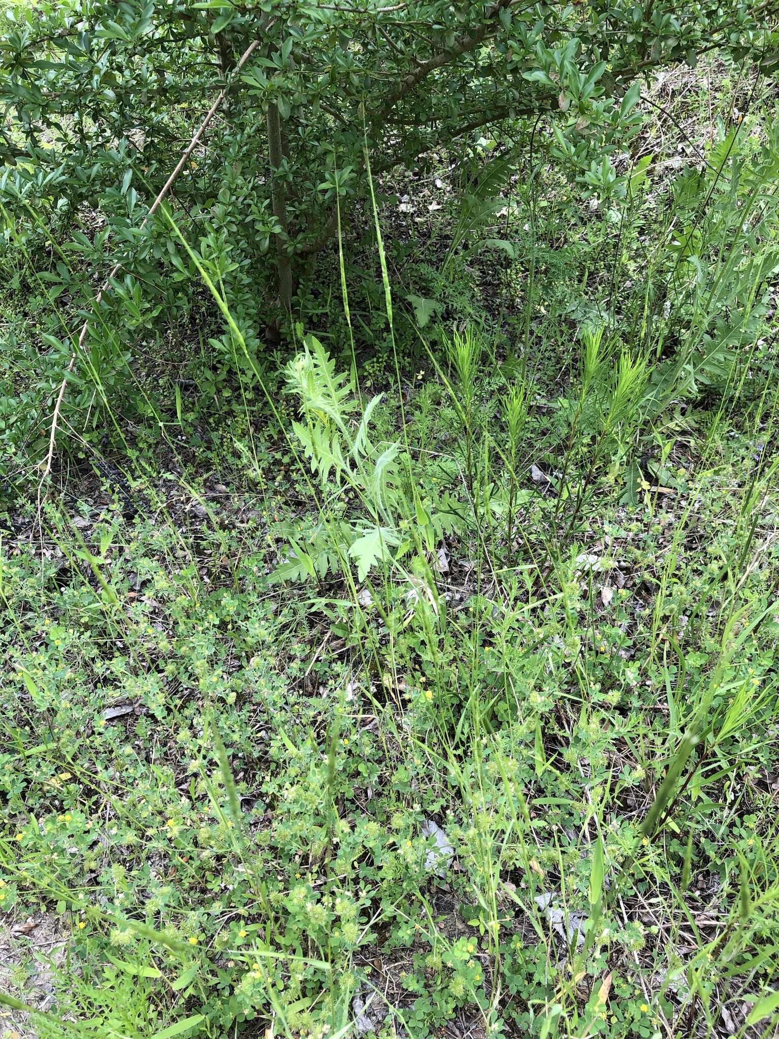 Image of jointed goatgrass