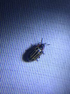 Image of Cottonwood Leaf Beetle