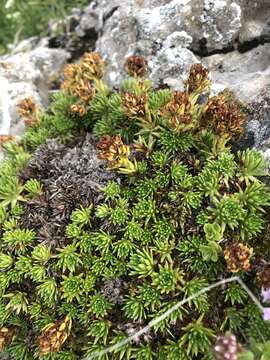 Sivun Saxifraga juniperifolia Adams kuva