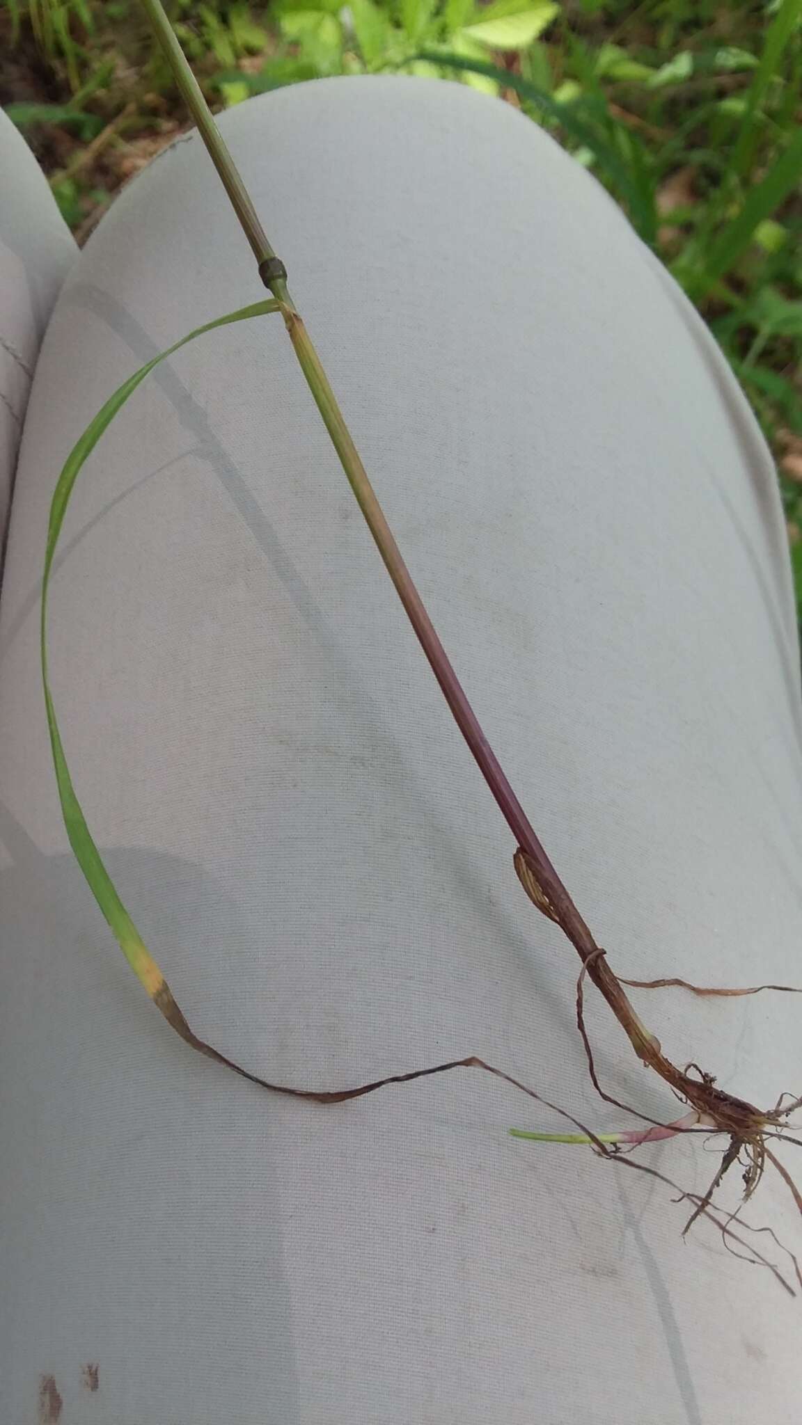 Image de Festuca subverticillata (Pers.) E. B. Alexeev