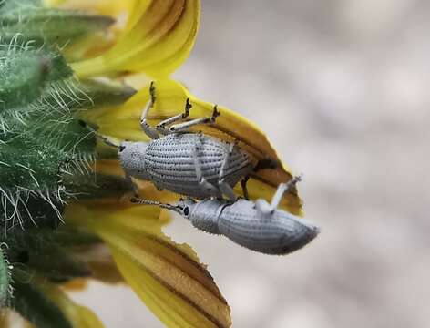 Image of Aphrastus unicolor Horn 1876