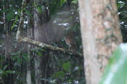 Image of Scaly Thrush