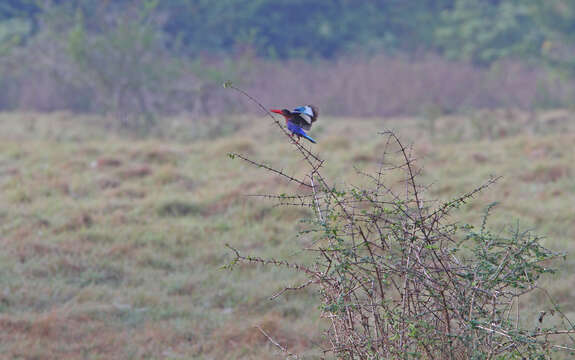 Halcyon cyanoventris (Vieillot 1818) resmi