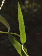 Plancia ëd Stachys hyssopifolia Michx.