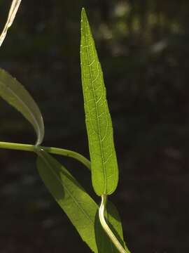 Imagem de Stachys hyssopifolia Michx.