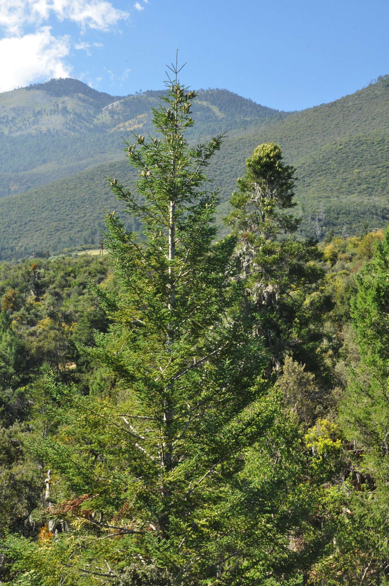 Image de Abies durangensis var. coahuilensis (I. M. Johnst.) Martínez