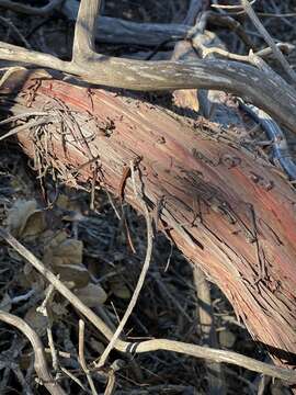 Image of Pajaro manzanita