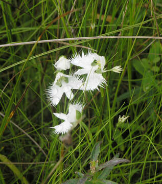 Pecteilis radiata (Thunb.) Raf. resmi