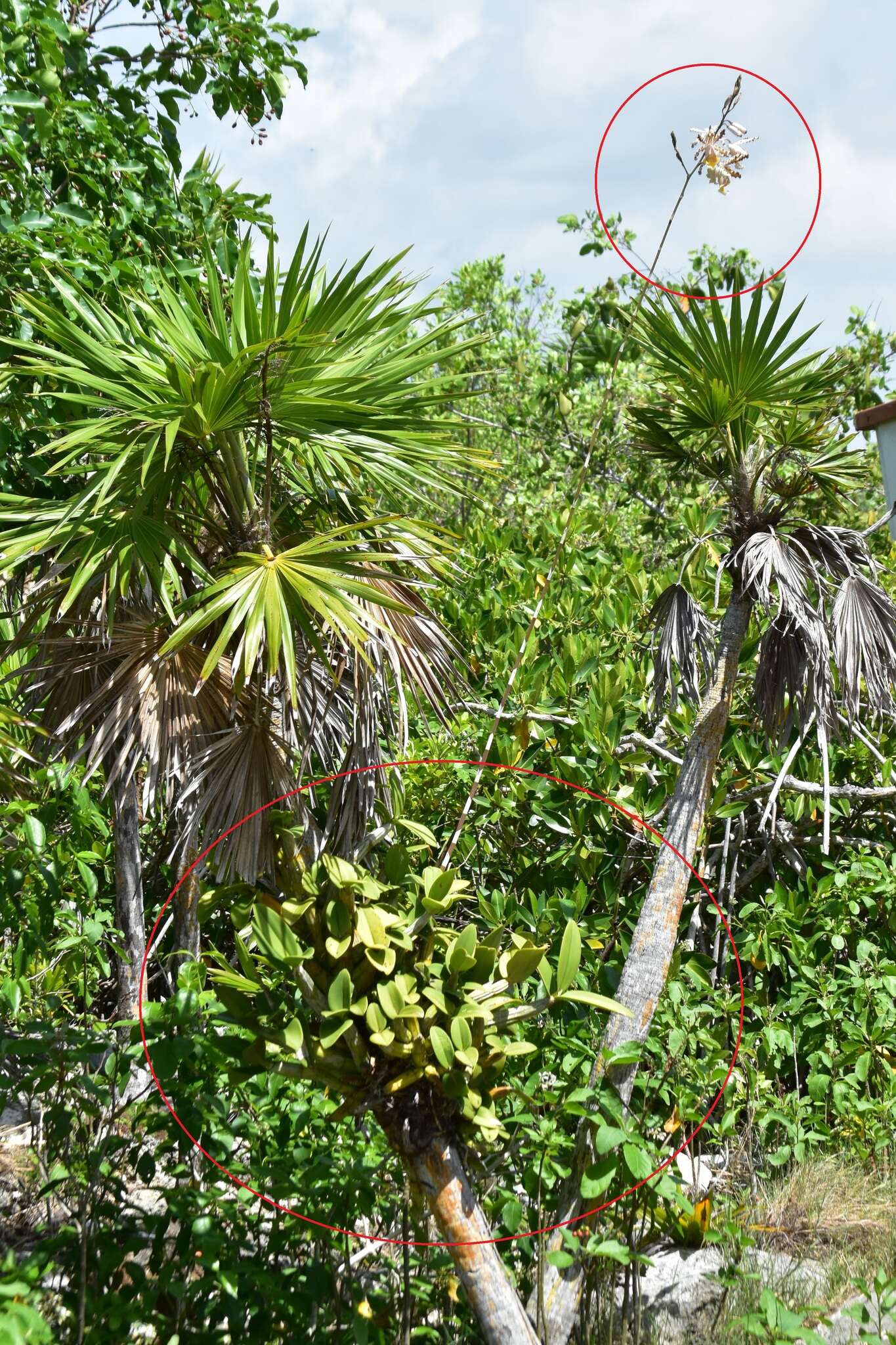 Image of Myrmecophila christinae Carnevali & Gómez-Juárez